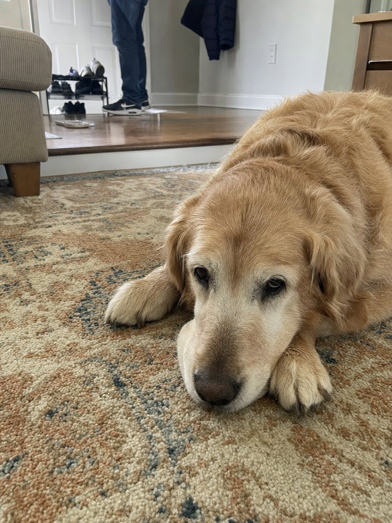 An older golden retriever lying down near the front door, not getting up to greet the owner